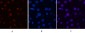 Cyclin B1 Polyclonal Antibody